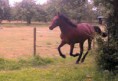 /album/poezie-in-beweging/a988606-661899877169248-1025298997-n-jpg/